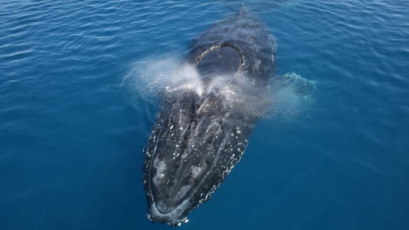 Enjoy one of Noosa’s most breath-taking experiences on a spectacular nature cruise to observe humpback whales in their natural habitat…